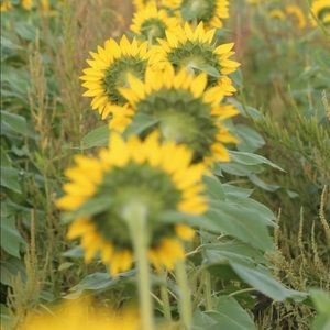 Meet your Posher, Alecis